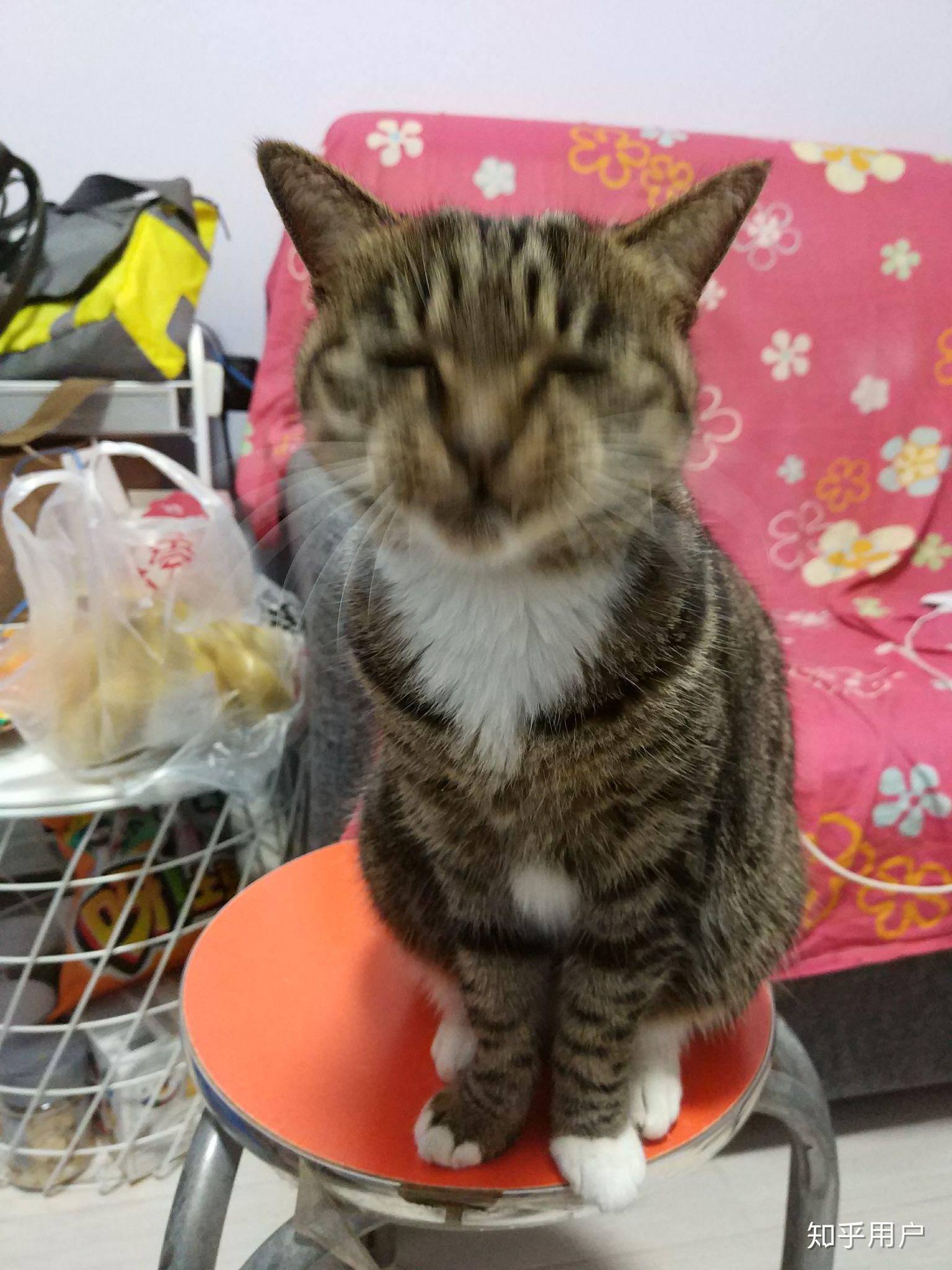 怎么确定狸花猫认主人了